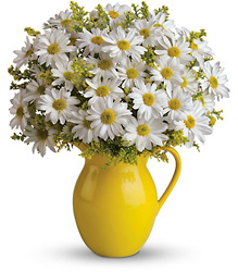 Sunny Day Pitcher of Daisies Cottage Florist Lakeland Fl 33813 Premium Flowers lakeland